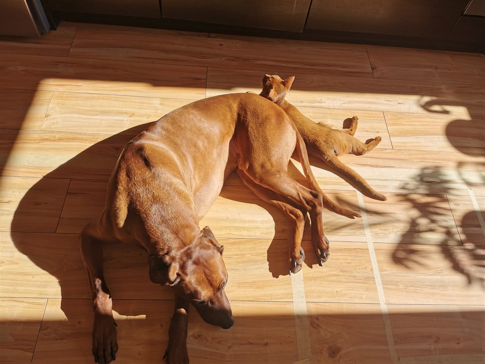 Tango the Rhodesian Ridgeback and Cash the cat asleep together on the floor, curled into each other in a patch of sun